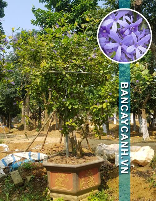  CÂY MAI XANH - PETREA VOLUBILIS MÃ MAIXANH08